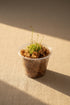 Drosera spatulata, a beginner-friendly carnivorous sundew with sparkling sticky leaves that naturally catch insects. A fun and fascinating houseplant.