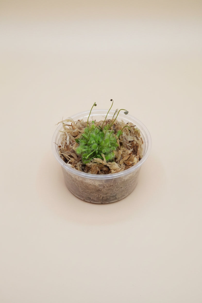 Drosera spatulata, a beginner-friendly carnivorous sundew with sparkling sticky leaves that naturally catch insects. A fun and fascinating houseplant.