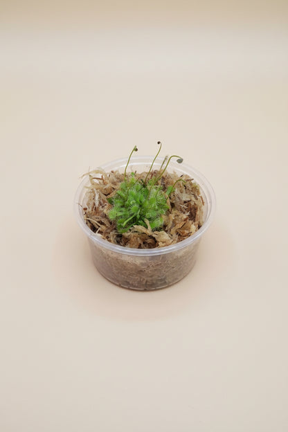 Drosera spatulata, a beginner-friendly carnivorous sundew with sparkling sticky leaves that naturally catch insects. A fun and fascinating houseplant.