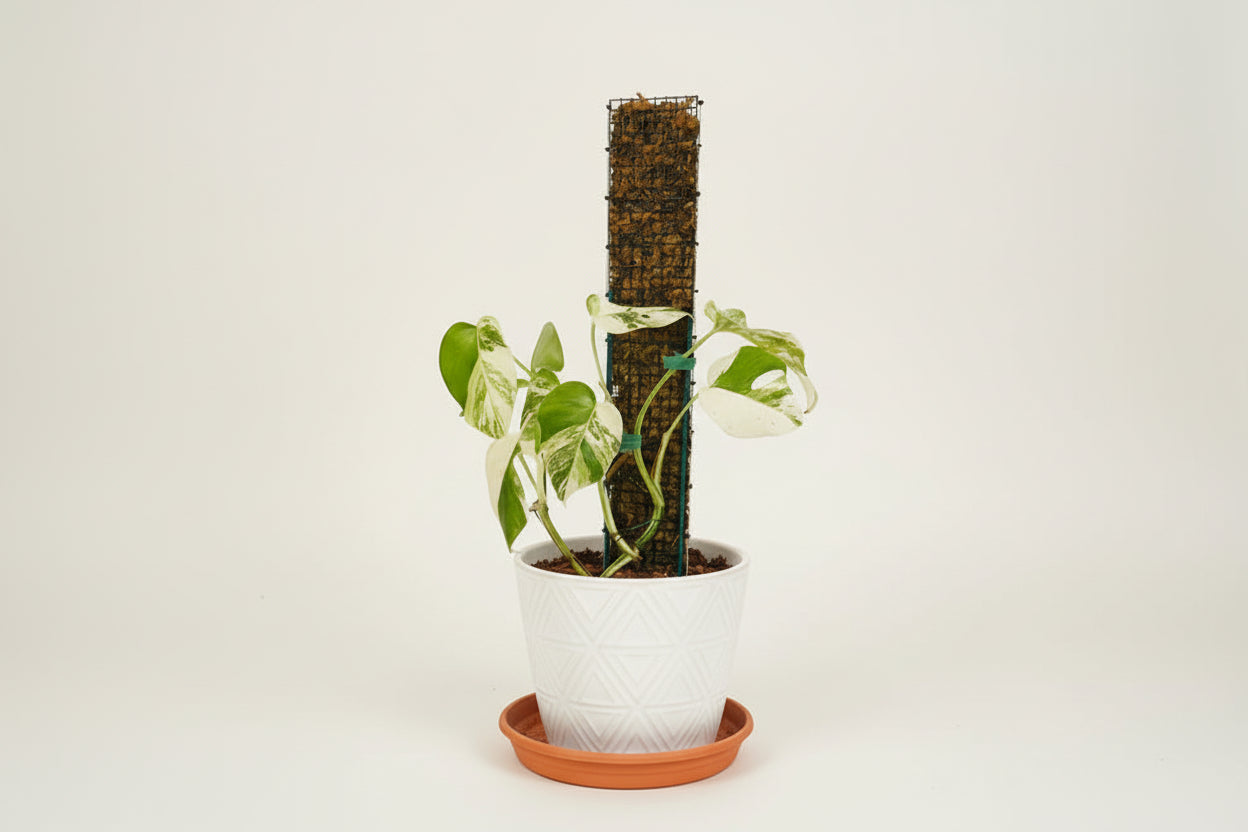 Durable D-shape metal moss pole for Monstera, pothos, and climbing plants. Moisture-retaining sphagnum support promotes bigger leaves and healthy vertical growth.