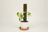 Durable D-shape metal moss pole for Monstera, pothos, and climbing plants. Moisture-retaining sphagnum support promotes bigger leaves and healthy vertical growth.
