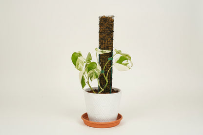 Durable D-shape metal moss pole for Monstera, pothos, and climbing plants. Moisture-retaining sphagnum support promotes bigger leaves and healthy vertical growth.