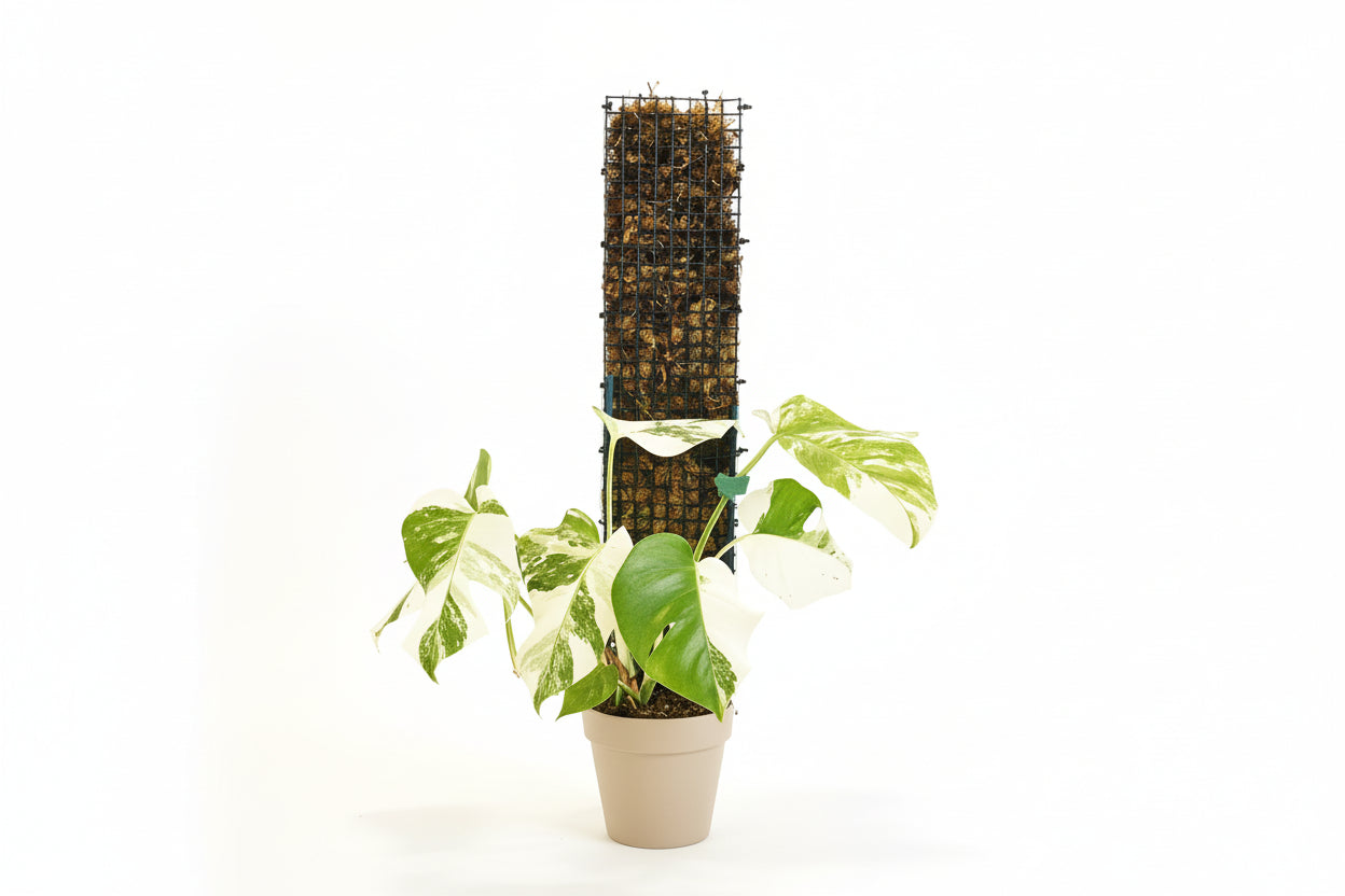 Durable Durable D-shape metal moss pole for Monstera, pothos, and climbing plants. Moisture-retaining sphagnum support promotes bigger leaves and healthy vertical growth. for Monstera, pothos, and climbing plants. Moisture-retaining sphagnum support promotes bigger leaves and healthy vertical growth.