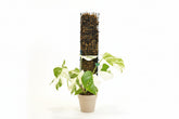 Durable Durable D-shape metal moss pole for Monstera, pothos, and climbing plants. Moisture-retaining sphagnum support promotes bigger leaves and healthy vertical growth. for Monstera, pothos, and climbing plants. Moisture-retaining sphagnum support promotes bigger leaves and healthy vertical growth.