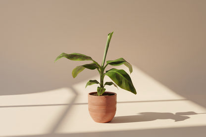 Dwarf Cavendish Banana plant with large tropical green leaves. Fast growing indoor banana tree perfect for bright light and lush jungle style home decor.