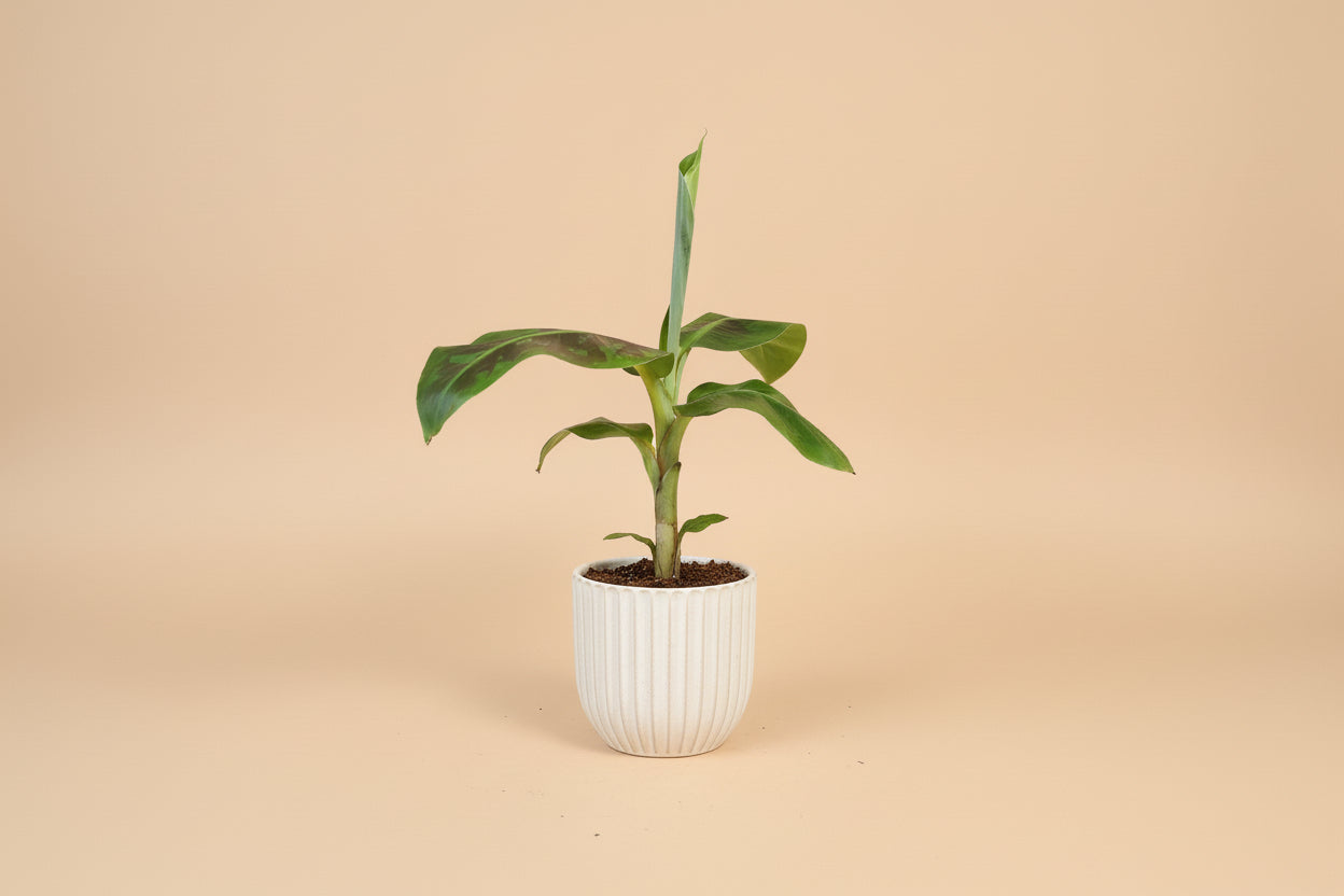 Dwarf Cavendish Banana plant with large tropical green leaves. Fast growing indoor banana tree perfect for bright light and lush jungle style home decor.