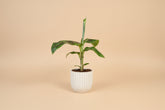 Dwarf Cavendish Banana plant with large tropical green leaves. Fast growing indoor banana tree perfect for bright light and lush jungle style home decor.