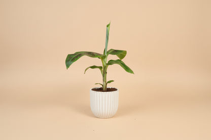 Dwarf Cavendish Banana plant with large tropical green leaves. Fast growing indoor banana tree perfect for bright light and lush jungle style home decor.