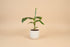Dwarf Cavendish Banana plant with large tropical green leaves. Fast growing indoor banana tree perfect for bright light and lush jungle style home decor.