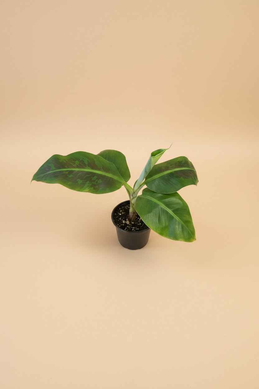 Dwarf Cavendish Banana plant with large tropical green leaves. Fast growing indoor banana tree perfect for bright light and lush jungle style home decor.