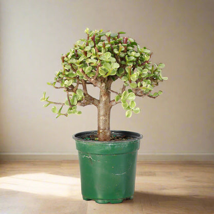 Dwarf Jade Bonsai (Portulacaria afra) is a sculptural, pet-safe succulent tree with glossy leaves—perfect for beginners and stunning in any space.