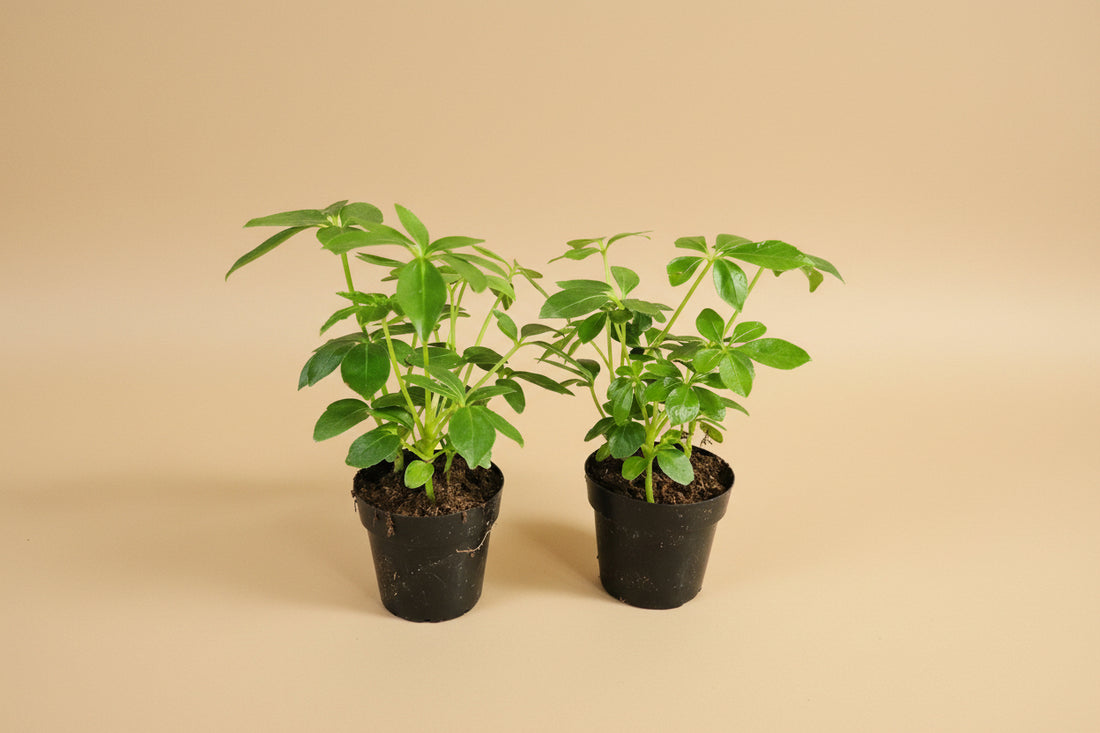 Dwarf Umbrella Tree (Schefflera arboricola) is an easy-care houseplant with glossy leaves and a tree-like form, perfect for bright indoor spaces.