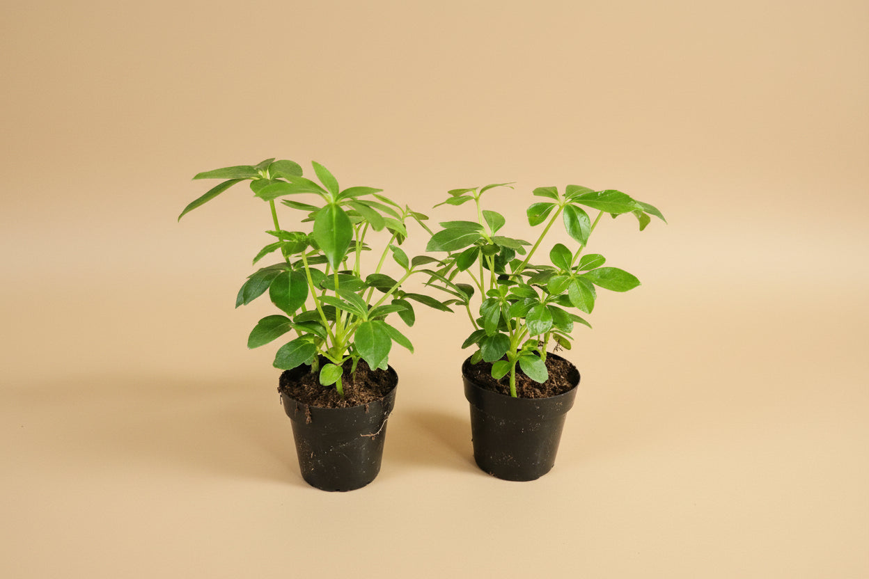Dwarf Umbrella Tree (Schefflera arboricola) is an easy-care houseplant with glossy leaves and a tree-like form, perfect for bright indoor spaces.