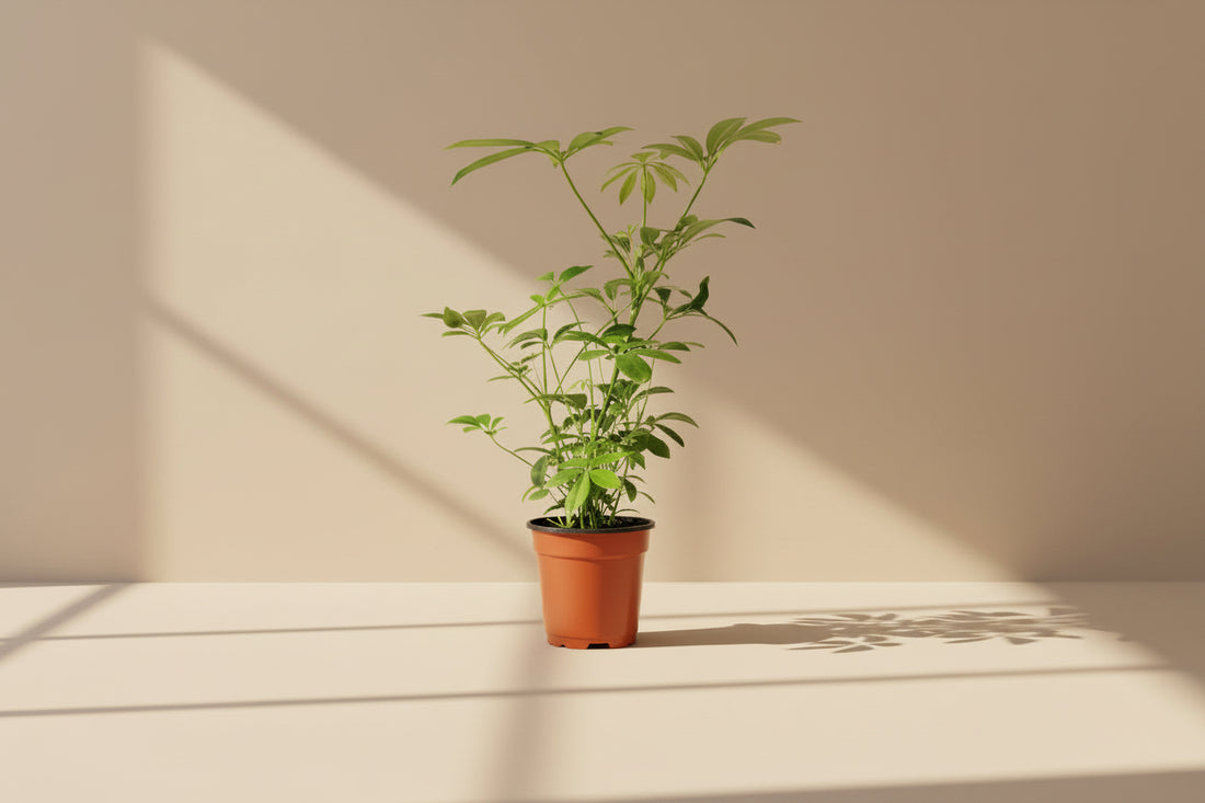 Dwarf Umbrella Tree (Schefflera arboricola) is an easy-care houseplant with glossy leaves and a tree-like form, perfect for bright indoor spaces.