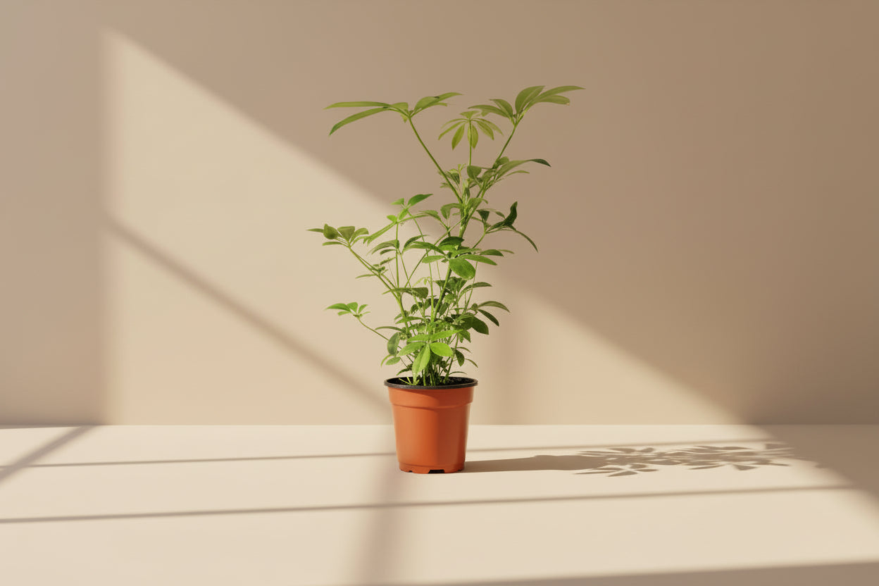 Dwarf Umbrella Tree (Schefflera arboricola) is an easy-care houseplant with glossy leaves and a tree-like form, perfect for bright indoor spaces.