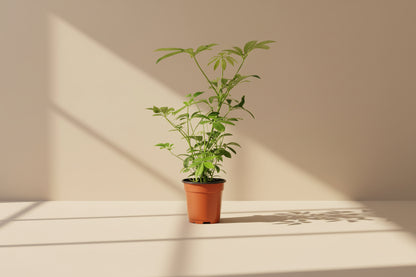 Dwarf Umbrella Tree (Schefflera arboricola) is an easy-care houseplant with glossy leaves and a tree-like form, perfect for bright indoor spaces.