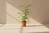 Dwarf Umbrella Tree (Schefflera arboricola) is an easy-care houseplant with glossy leaves and a tree-like form, perfect for bright indoor spaces.
