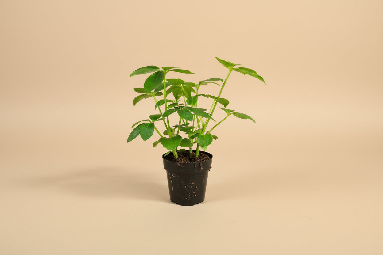 Dwarf Umbrella Tree (Schefflera arboricola) is an easy-care houseplant with glossy leaves and a tree-like form, perfect for bright indoor spaces.