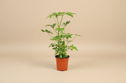 Dwarf Umbrella Tree (Schefflera arboricola) is an easy-care houseplant with glossy leaves and a tree-like form, perfect for bright indoor spaces.