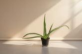 Easy-care Aloe Vera succulent with soothing gel, perfect for bright windows, modern homes, and beginner plant lovers seeking low-maintenance greenery.