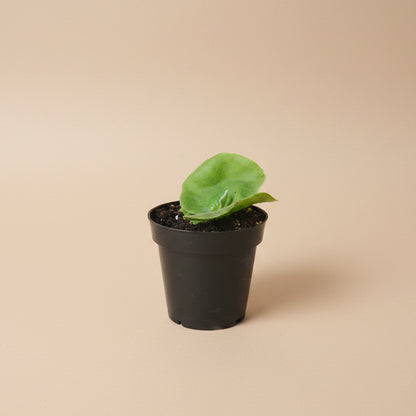 Rare Elephant Staghorn Fern with dramatic elephant-ear fronds. Unique mounted or potted houseplant for bright spaces and bold, sculptural plant styling.