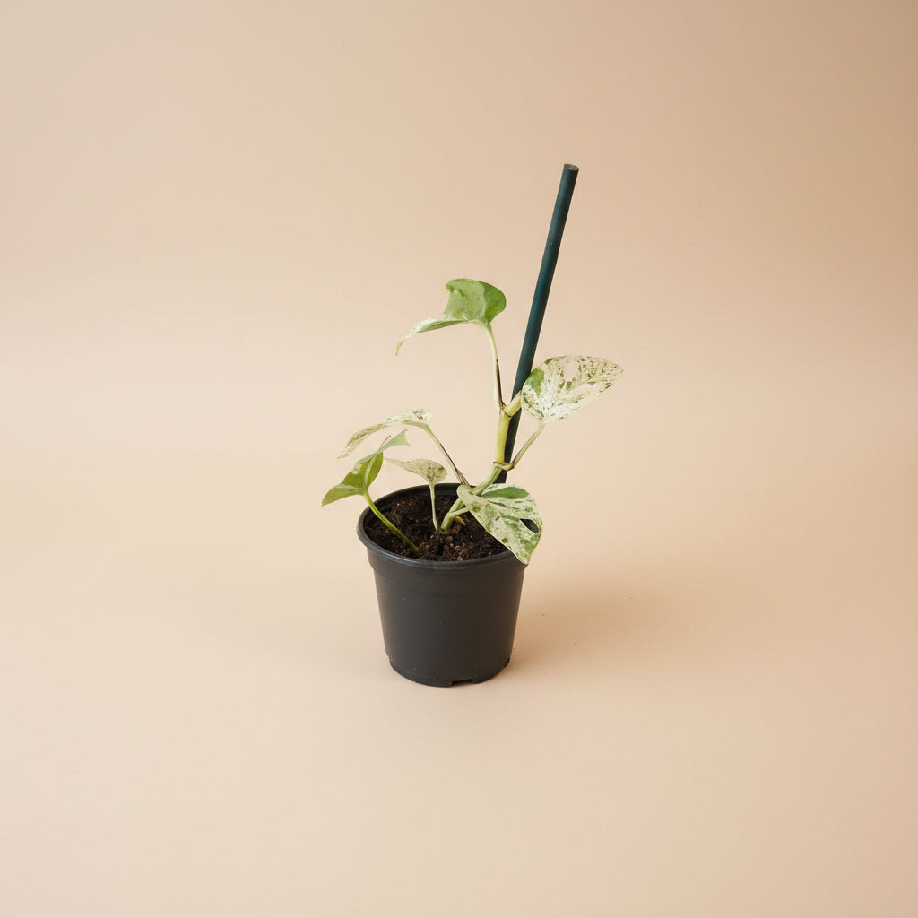 Epipremnum ‘Marble Queen’ Variegated — rare fenestrated form with high-white and mint variegation. A unique collector sport with striking split leaves.