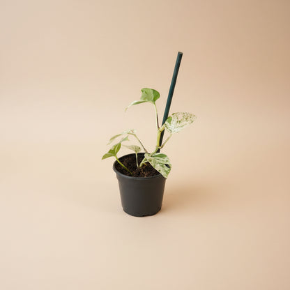 Epipremnum ‘Marble Queen’ Variegated — rare fenestrated form with high-white and mint variegation. A unique collector sport with striking split leaves.