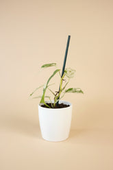 Epipremnum ‘Marble Queen’ Variegated — rare fenestrated form with high-white and mint variegation. A unique collector sport with striking split leaves.