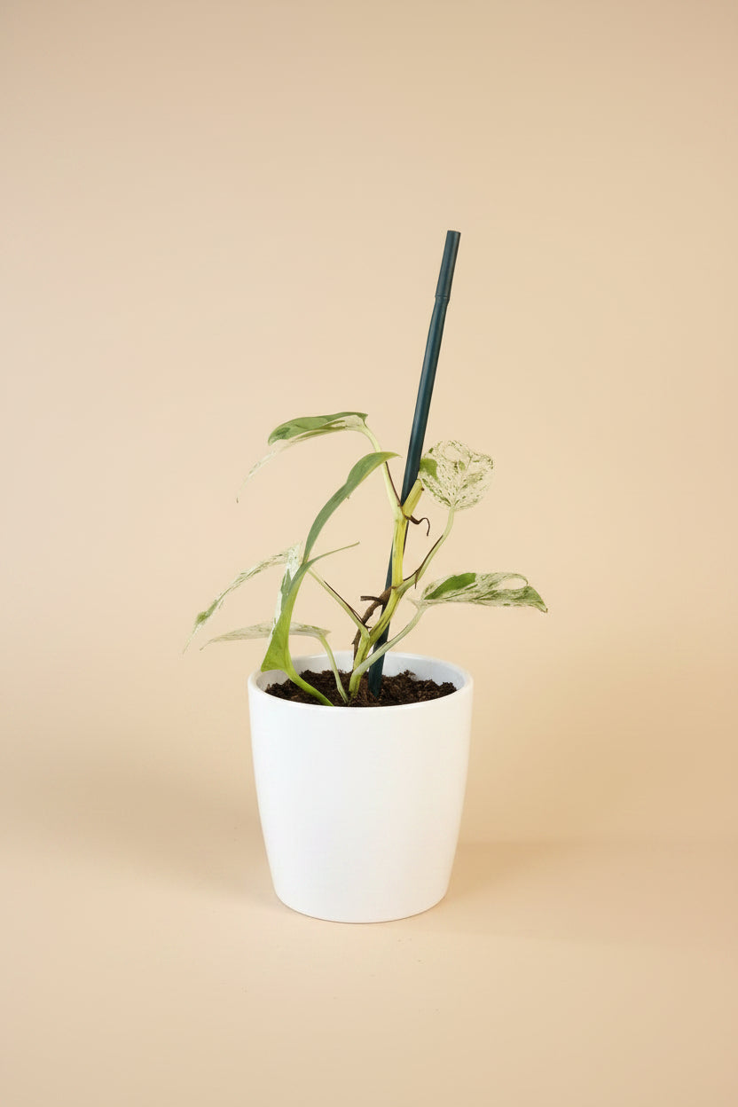 Epipremnum ‘Marble Queen’ Variegated — rare fenestrated form with high-white and mint variegation. A unique collector sport with striking split leaves.