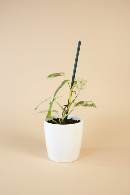 Epipremnum ‘Marble Queen’ Variegated — rare fenestrated form with high-white and mint variegation. A unique collector sport with striking split leaves.