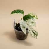 Epipremnum ‘Marble Queen’ Variegated — rare fenestrated form with high-white and mint variegation. A unique collector sport with striking split leaves.