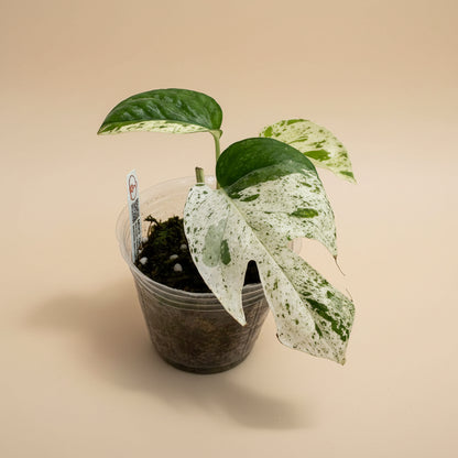 Epipremnum ‘Marble Queen’ Variegated — rare fenestrated form with high-white and mint variegation. A unique collector sport with striking split leaves.