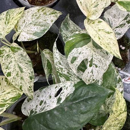 Epipremnum ‘Marble Queen’ Variegated — rare fenestrated form with high-white and mint variegation. A unique collector sport with striking split leaves.