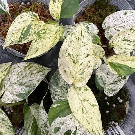 Epipremnum ‘Marble Queen’ Variegated — rare fenestrated form with high-white and mint variegation. A unique collector sport with striking split leaves.
