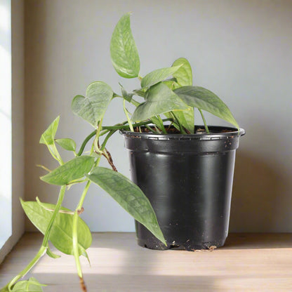 The Epipremnum pinnatum &