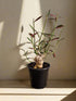 Rare caudex succulent with blushing stems and pink-edged leaves. Euphorbia rubellum is a sculptural, low-maintenance gem for collectors and desert lovers.