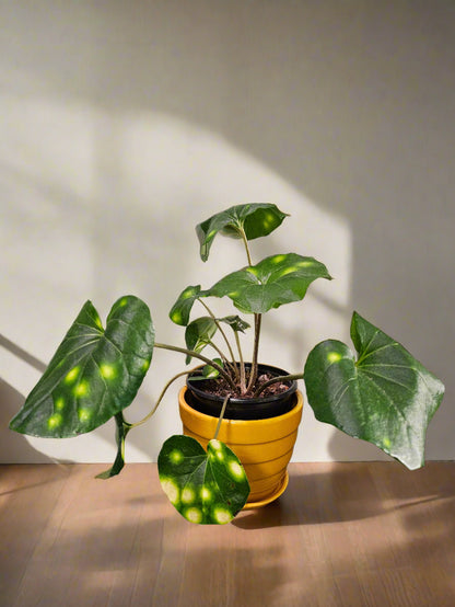 Farfugium &