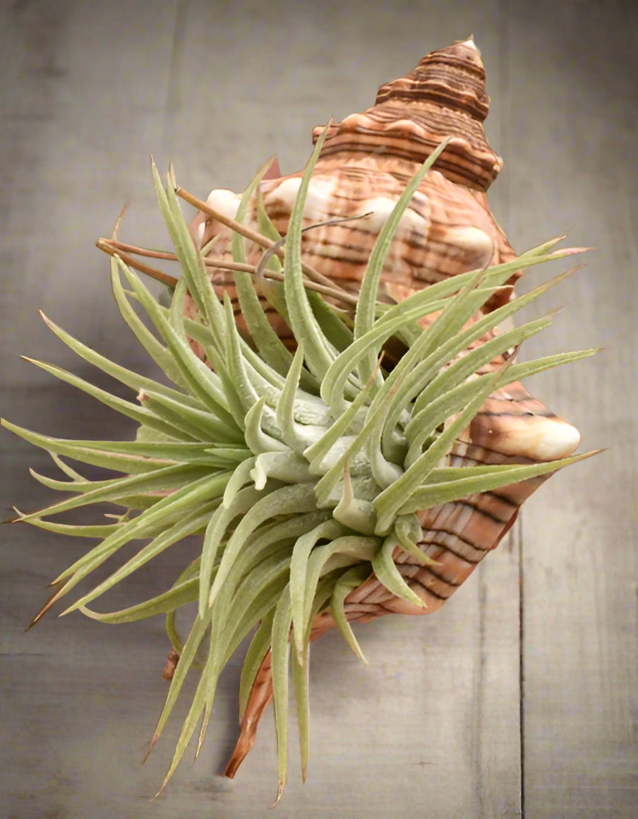 Fasciolaria trapezium shell holder brings coastal charm to air plant displays. Each shell is one-of-a-kind. Plant not included. For indoor décor use.