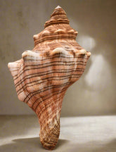 Fasciolaria trapezium shell holder brings coastal charm to air plant displays. Each shell is one-of-a-kind. Plant not included. For indoor décor use.