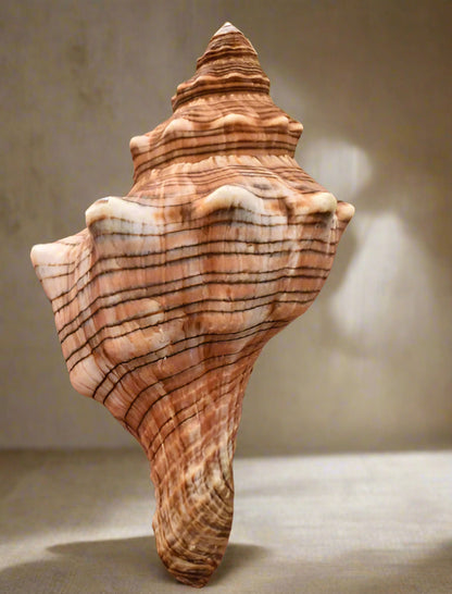 Fasciolaria trapezium shell holder brings coastal charm to air plant displays. Each shell is one-of-a-kind. Plant not included. For indoor décor use.