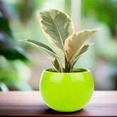 The Ficus Elastica (Rubber Tree) is a low-maintenance houseplant with striking glossy leaves, available in a variety of colors like deep green and variegated varieties. Thriving in bright, indirect light, it&