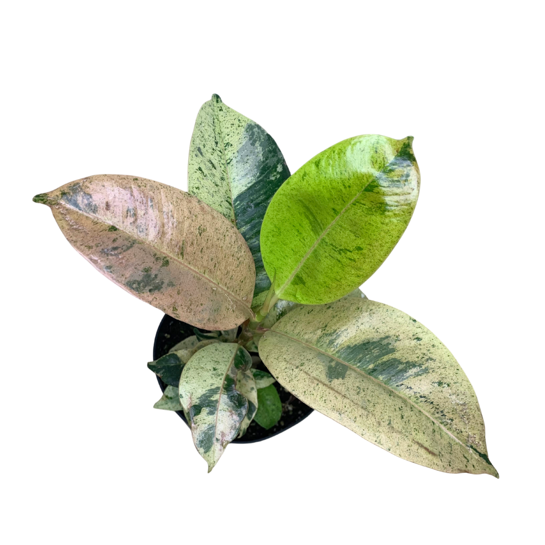 Illuminate your space with the rare Ficus shivereana &