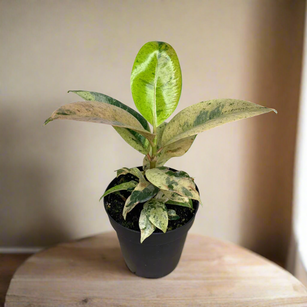 Illuminate your space with the rare Ficus shivereana &
