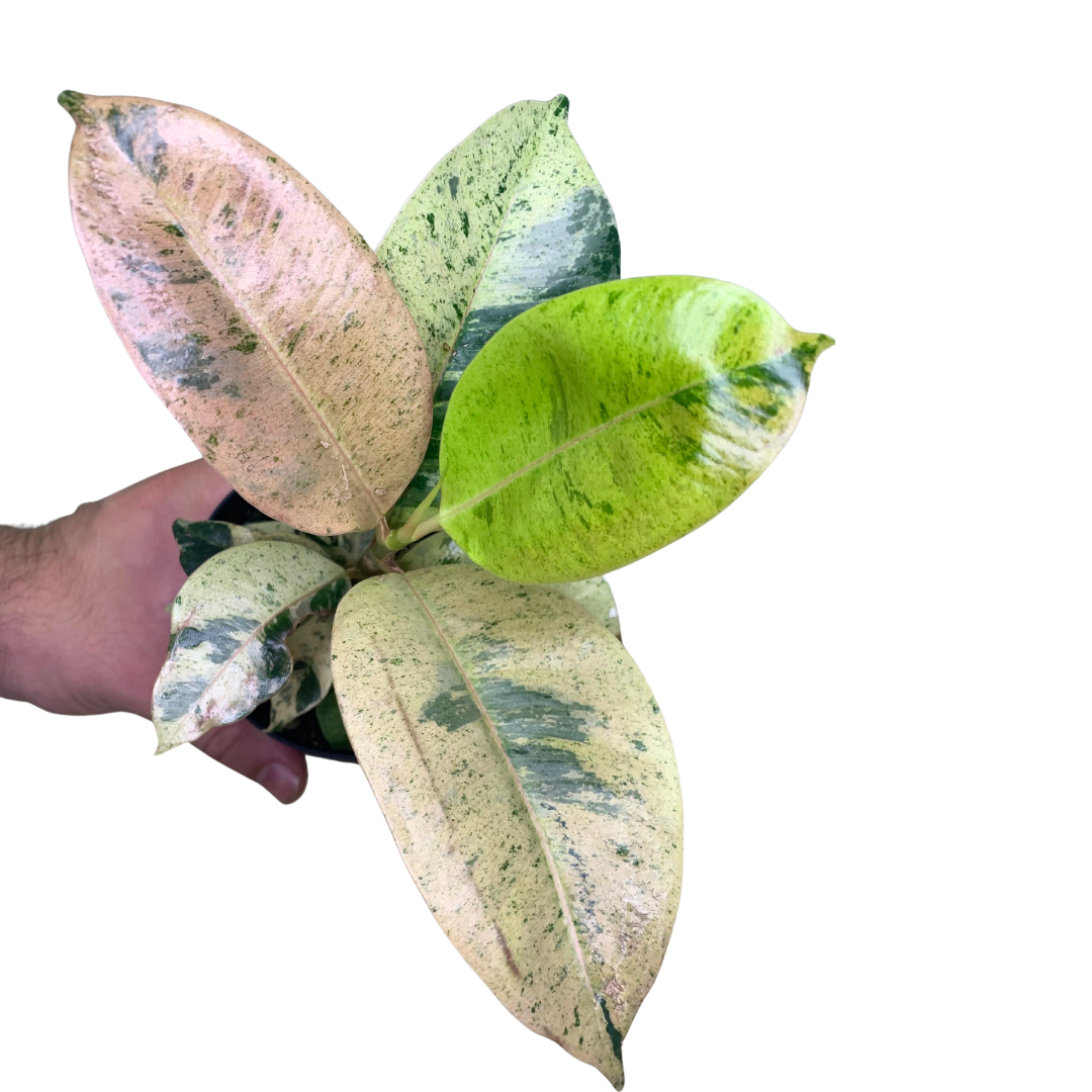 Illuminate your space with the rare Ficus shivereana &