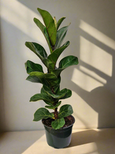 The Fiddle Leaf Fig (Ficus lyrata) is a striking, medium-care houseplant known for its large, violin-shaped leaves and upright growth. It thrives in bright, indirect light, moderate humidity, and well-draining soil. Sensitive to overwatering and temperature changes, this plant can grow up to 10 feet indoors.