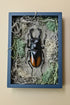 Nature shadow boxes featuring preserved flowers, moss, reeds, butterflies, and insects in 3.5"–5" standing frames. One-of-a-kind botanical curiosity decor. 