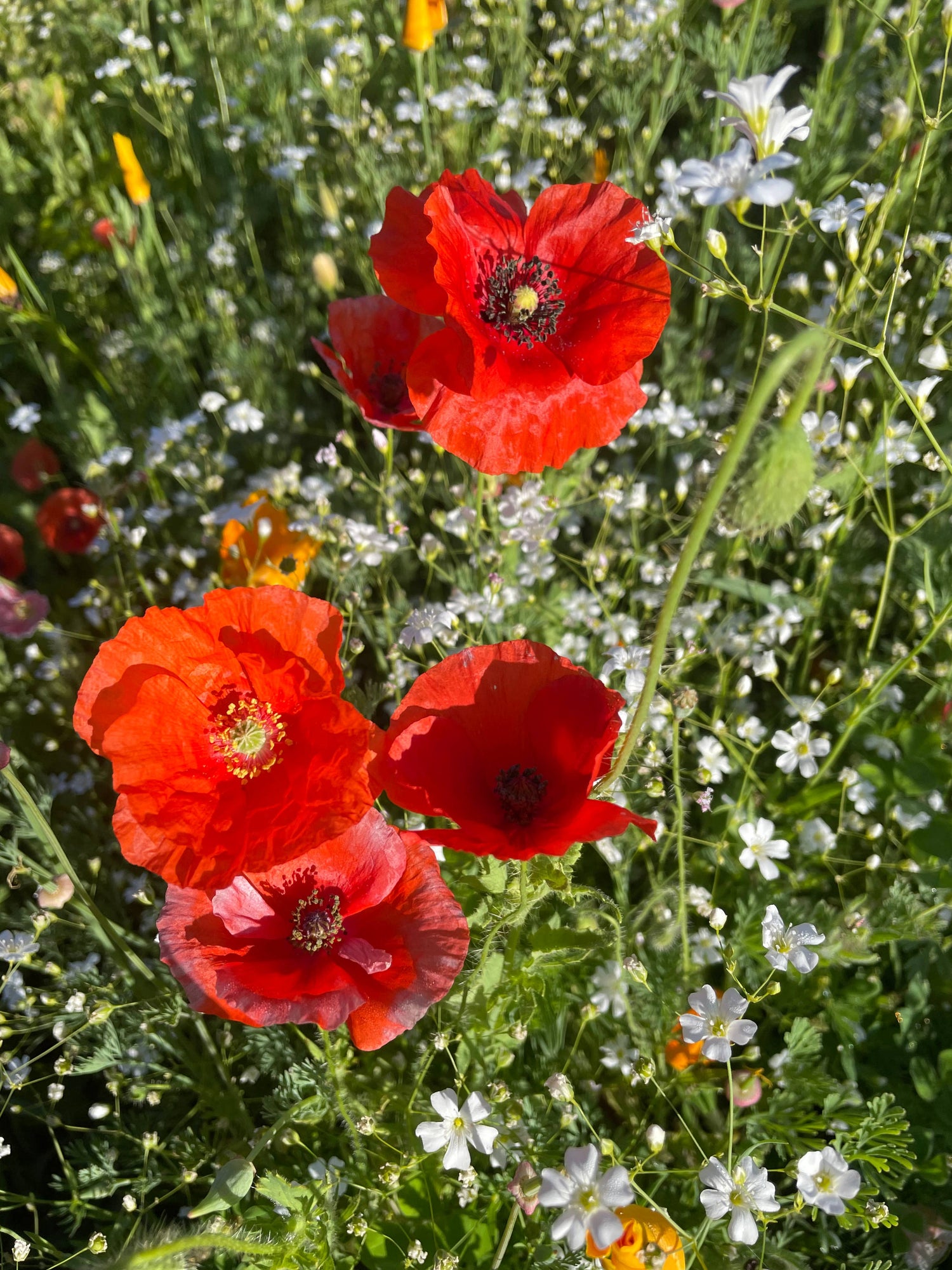 Love Grows Here — Flanders Poppy wedding seed favor packets with A1 envelopes. Romantic plantable favors that bloom into vibrant red poppies — perfect for weddings and garden gifts.