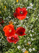 Love Grows Here — Flanders Poppy wedding seed favor packets with A1 envelopes. Romantic plantable favors that bloom into vibrant red poppies — perfect for weddings and garden gifts.