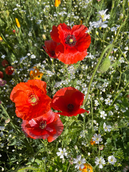 Love Grows Here — Flanders Poppy wedding seed favor packets with A1 envelopes. Romantic plantable favors that bloom into vibrant red poppies — perfect for weddings and garden gifts.