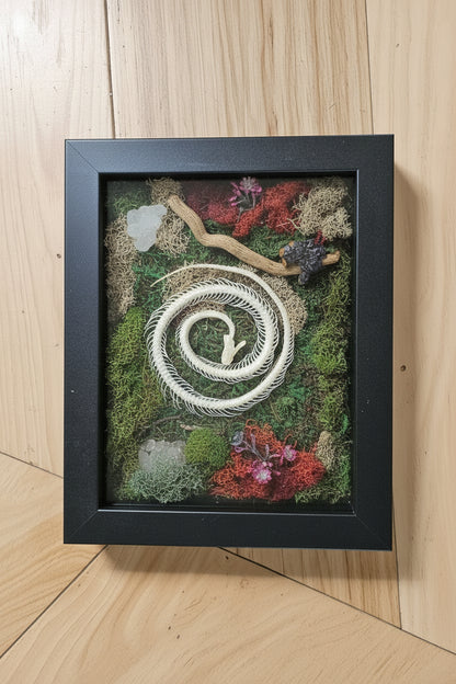 snake plant wall art Reclamation: Serpent Spiral Framed Snake Skeleton Mixed-Media Moss Art – Jungle Relics